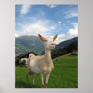 Vitget Poster