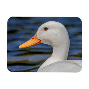 Vitgräsandanka Magnet