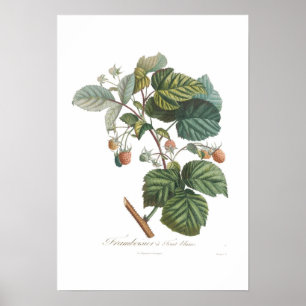 Vithallon Poster