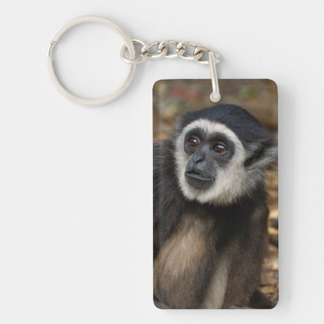 VitHandad Gibbon (Hylobates Lar), Monkeyland (Framsidan)