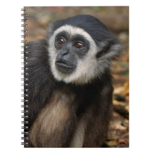 VitHandad Gibbon (Hylobates Lar), Monkeyland Anteckningsbok Med Spiral