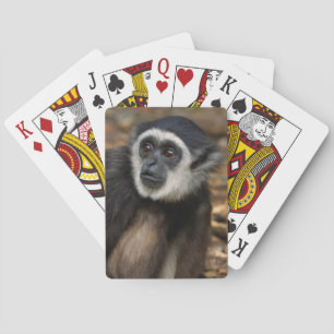 VitHandad Gibbon (Hylobates Lar), Monkeyland Casinokort