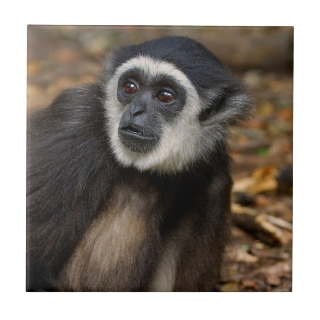 VitHandad Gibbon (Hylobates Lar), Monkeyland Kakelplatta (Framsidan)