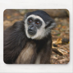 VitHandad Gibbon (Hylobates Lar), Monkeyland Musmatta