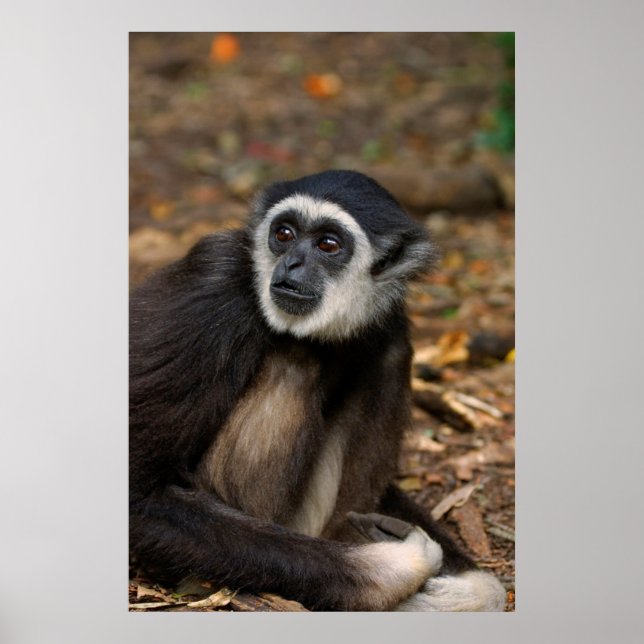 VitHandad Gibbon (Hylobates Lar), Monkeyland Poster (Framsidan)