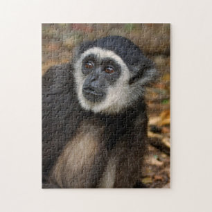 VitHandad Gibbon (Hylobates Lar), Monkeyland Pussel