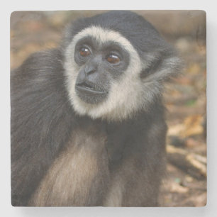 VitHandad Gibbon (Hylobates Lar), Monkeyland Underlägg Sten