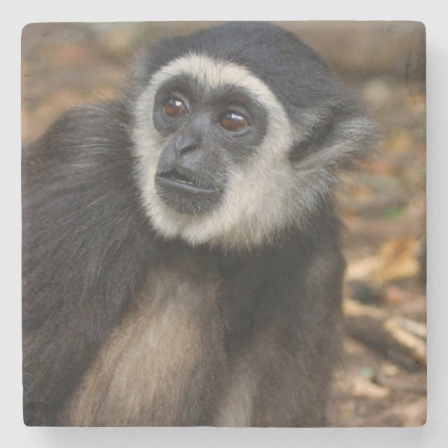 VitHandad Gibbon (Hylobates Lar), Monkeyland Underlägg Sten (Framsidan)