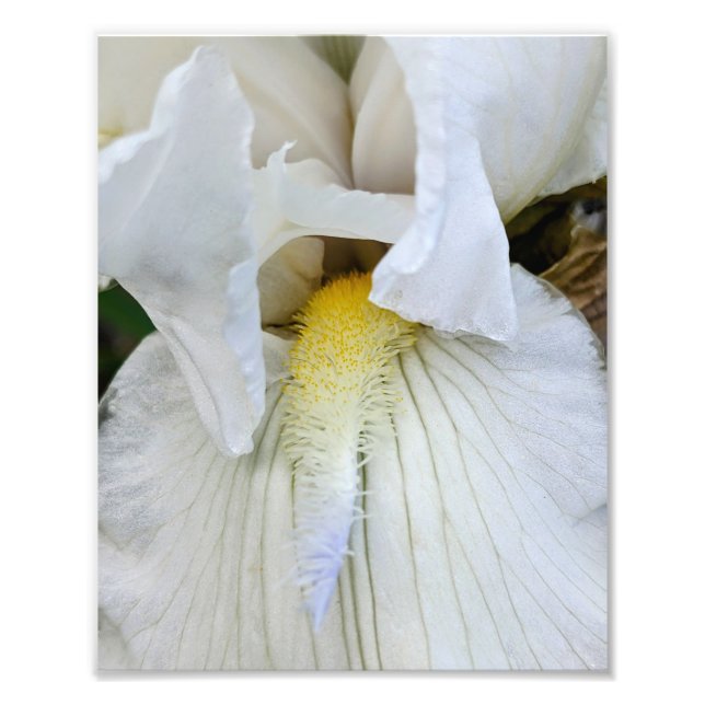 Vithårig Iris-blomning Makro Fototryck (Framsidan)