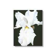 Vithårig Iris på Svart Bakgrund Canvastryck