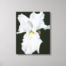 Vithårig Iris på Svart Bakgrund Canvastryck