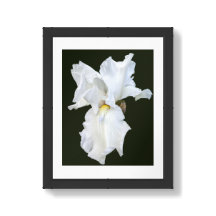 Vithårig Iris på svart bakgrund