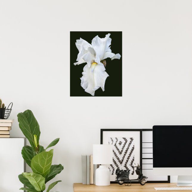Vithårig Iris på svart bakgrund Poster (Hemmakontoret)