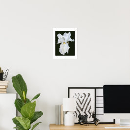 Vithårig Iris på svart bakgrund Poster