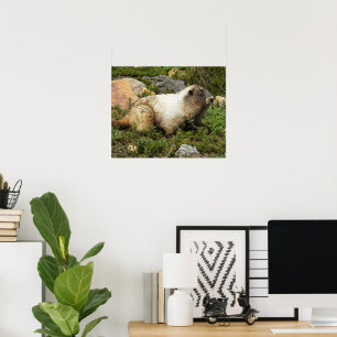 Vithårig Murmeldjur Fotografisk Wildlife Poster
