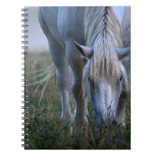 Vithäst Anteckningsbok Med Spiral