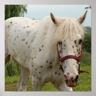 Vithäst av kärlek poster