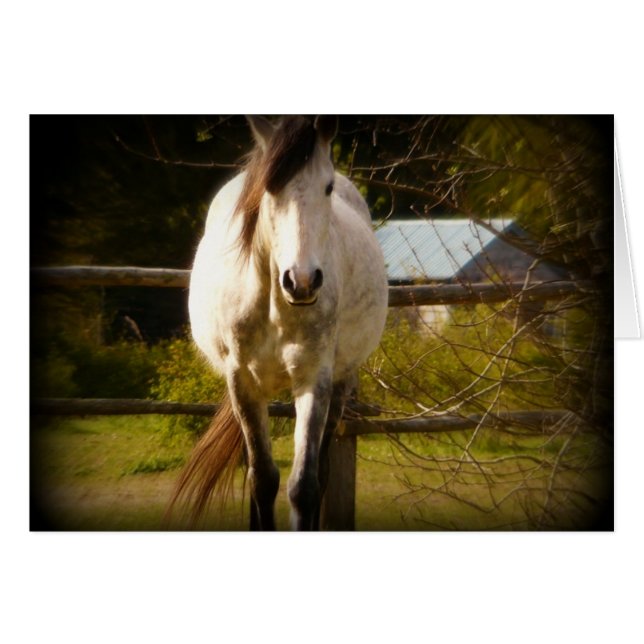 Vithäst Hälsningskort (Framsidan Horizontal)