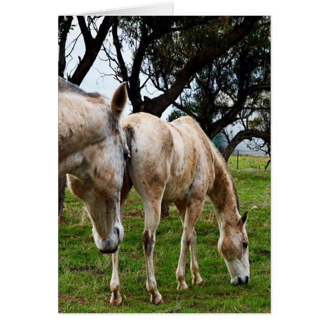 Vithästar Grasing,_ Hälsningskort (Framsidan)