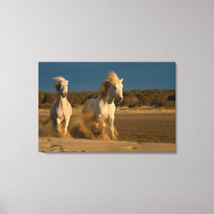 Vithästar som är rinnande på strand Camargue, Canvastryck