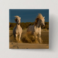 Vithästar som är rinnande på strand | Camargue,
