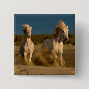 Vithästar som är rinnande på strand Camargue, Knapp