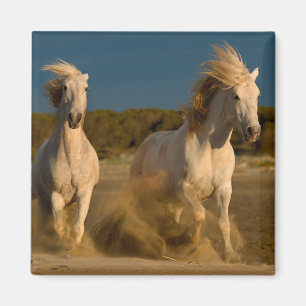 Vithästar som är rinnande på strand Camargue, Magnet