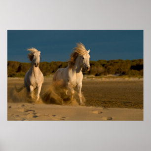 Vithästar som är rinnande på strand Camargue, Poster