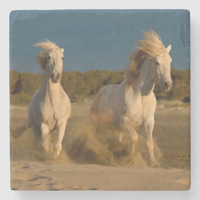 Vithästar som är rinnande på strand | Camargue, Underlägg Sten (Framsidan)