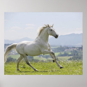 vithästspring på äng poster