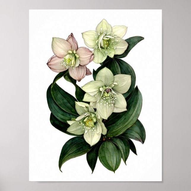 Vithellebore botaniskt vattenfärgtryck poster (Framsidan)