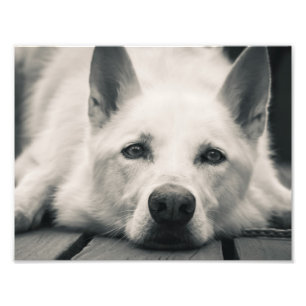 Vitherdehund på däcket fototryck