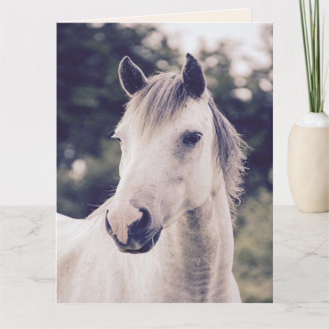 VITHORSE FÅR GODA KORT SNART (Framsida)