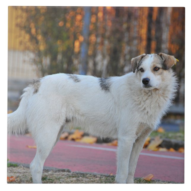 Vithund Kakelplatta (Framsidan)