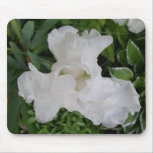 VitIris Musmatta