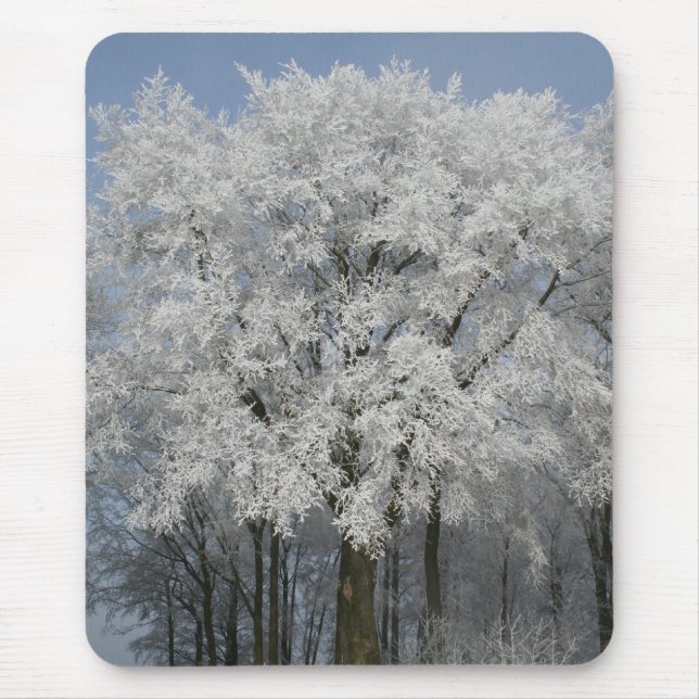 Vitjul Musmatta (Framsidan)