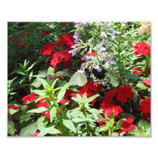 Vitkål Butterfly Fototryck