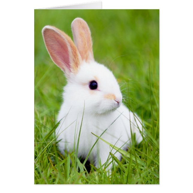 Vitkanin OBS Kort (Framsidan)