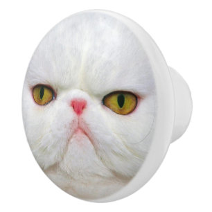Vitkatt Knopp