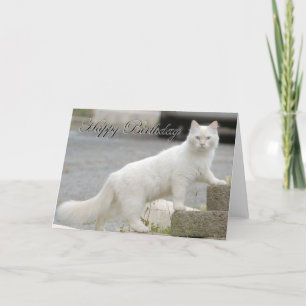Vitkatt med grattis på födelsedagen kort