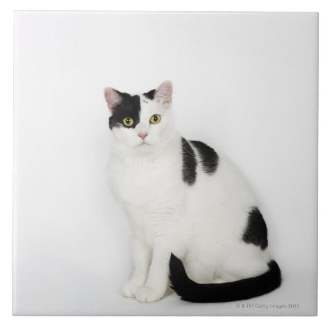 Vitkatt med svart fläckar kakelplatta (Framsidan)