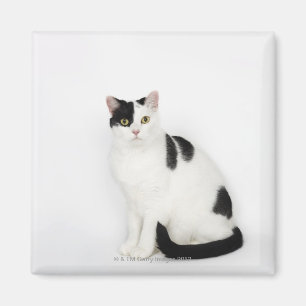 Vitkatt med svart fläckar magnet