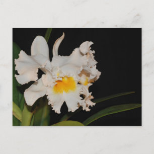 Vitkattleya-tropisk vild-orkidé-blomma vykort