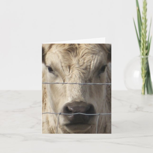 Vitko - western adressändring meddelande (Framsida)