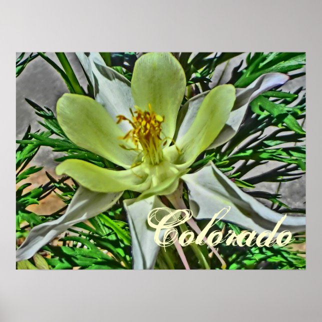 Vitkoluminblommor poster (Framsidan)