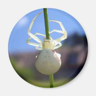 Vitkrabbspider Magnet