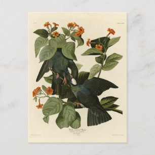 Vitkröd Pigeon - Audubon's Birds of America Vykort