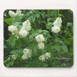 Vitlila Bush Musmatta