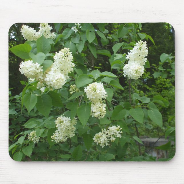 Vitlila Bush Musmatta (Framsidan)
