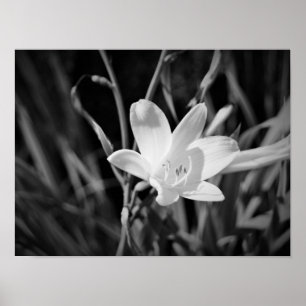 Vitlilja Poster